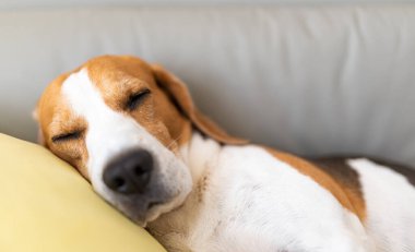 Sevimli Tricolor Beagle köpeği yorgun bir kanepede uyur.