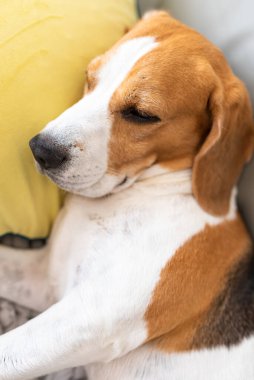 Sevimli Tricolor Beagle köpeği yorgun bir kanepede uyur.