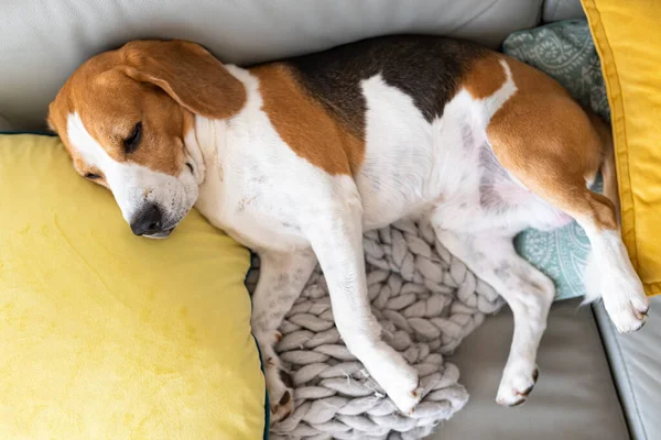Αξιολάτρευτο Tricolor Beagle Σκυλί Κουρασμένος Κοιμάται Έναν Καναπέ Αστεία Θέση — Φωτογραφία Αρχείου