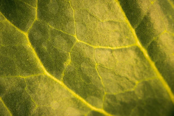 Folha Repolho Detalhou Closeup Detalhes Campo Agrícola Zona Rural Natureza — Fotografia de Stock