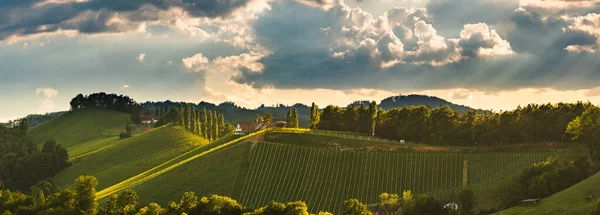 Weinbergpanorama Leibnitzer Gebiet Berühmtes Ziel Weinstraßengebiet Südsteiermark Der Grenze Slowenien — Stockfoto