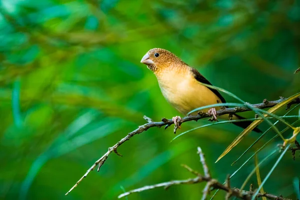 Pequeño Pájaro Sentado Sobre Brach Sobre Fondo Verde Fondo Pájaro —  Fotos de Stock
