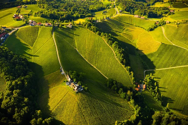 Veduta Aerea Verdi Colline Vigneti Con Montagne Sullo Sfondo Austria — Foto Stock