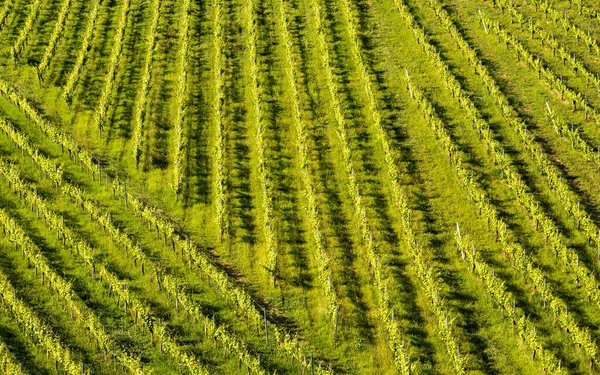 Hermosas Hileras Verdes Plantas Uva Verano Austria Plantaciones Uva Del —  Fotos de Stock