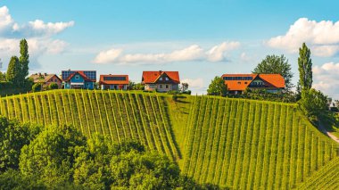 Avusturya 'da yaz mevsiminde güzel yeşil üzüm bitkileri. Güney stiria üzüm bağlarındaki üzüm tarlaları.