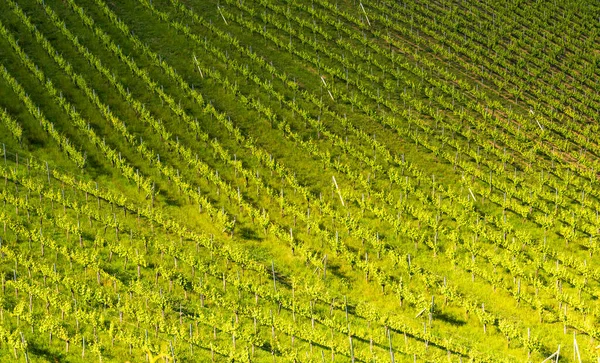 Lindas Linhas Verdes Plantas Uva Verão Áustria Plantações Uva Styria — Fotografia de Stock