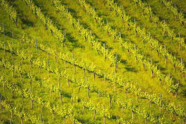 Krásné Zelené Řady Hroznů Létě Rakousku Jižní Styria Vinné Plantáže — Stock fotografie