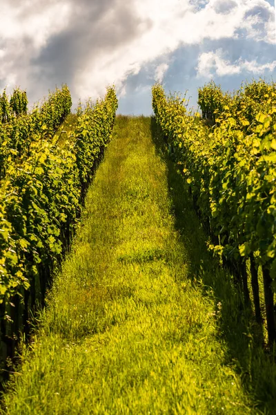 Krásné Zelené Řady Hroznů Létě Rakousku Jižní Styria Vinné Plantáže — Stock fotografie