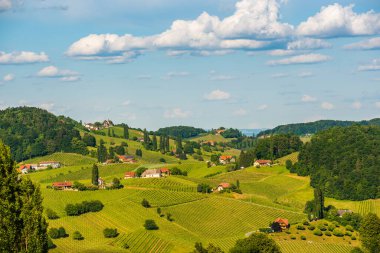Güney Styria 'daki Avusturya üzüm bağlarının güzel manzarası. Meşhur Toskana gezmek için güzel bir yer..