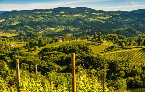 Bellissimo paesaggio di vigneti austriaci nel sud della Stiria. Famosa Toscana come luogo da visitare. — Foto Stock