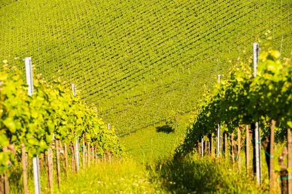 Krásné zelené řady hroznů v létě v Rakousku — Stock fotografie