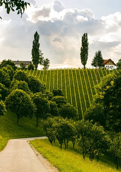 Hermoso paisaje de viñedos austriacos en el sur de Estiria. Famosa Toscana como lugar para visitar . —  Fotos de Stock