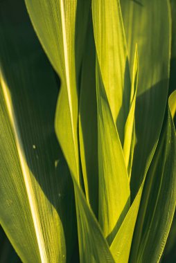 Tarlada yeşil mısır yaprakları yetişiyor. Arkaplan