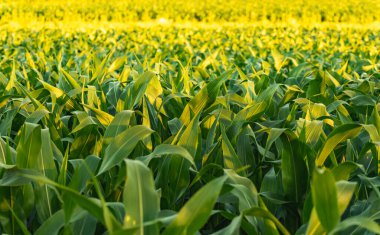Gün batımında mısır tarlası. Mısır tarımı teması. Avusturya 'da tarım, Styria