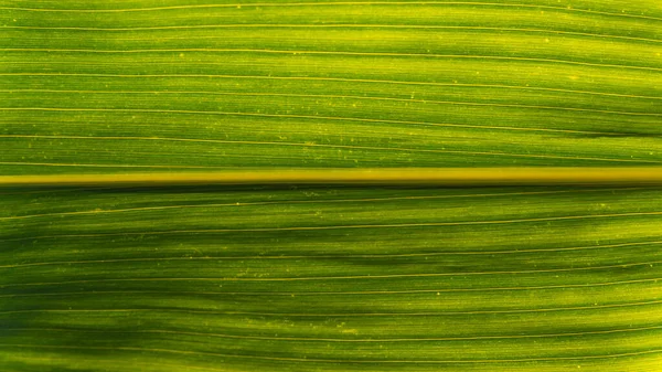 Hijau Tumbuh Daun Jagung Lapangan Latar Belakang — Stok Foto