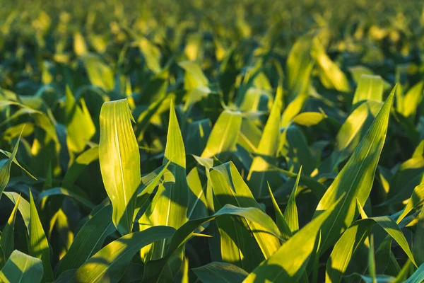 Campo Milho Pôr Sol Tema Agricultura Milho Agricultura Áustria Estíria — Fotografia de Stock