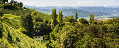 Avusturya kırsalındaki üzüm bağı. Kitzeck im Sausal 'ın stil yapısı.