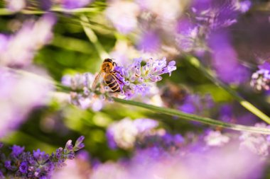 Bal arısının nektar topladığı ve mor lavanta çiçeklerine polen yaydığı yakın plan fotoğraf. Çevre ekolojisi sürdürülebilirliği. Boşluğu kopyala, seçici odak.