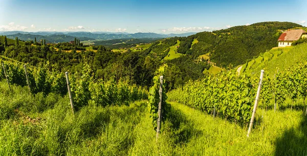 Vigneto Sulla Campagna Austriaca Paesaggio Natura Stilistica Kitzeck Sausal — Foto Stock