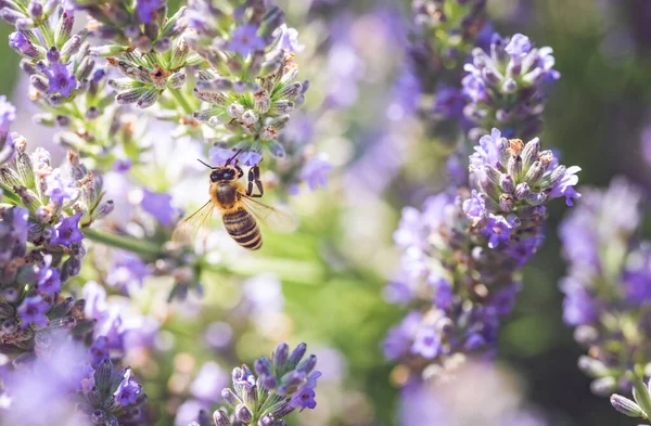 蜜蜂采集花蜜并在薰衣草的紫色浮子上散播花粉 环境生态可持续性 复制空间 选择性焦点 — 图库照片