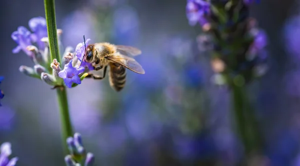 Foto Close Uma Abelha Mel Reunindo Néctar Espalhando Pólen Flovers — Fotografia de Stock