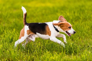 Köpek Beagle bir baharda yeşil çim tarlasında koşuyor ve dille zıplıyor. Yan çekim.