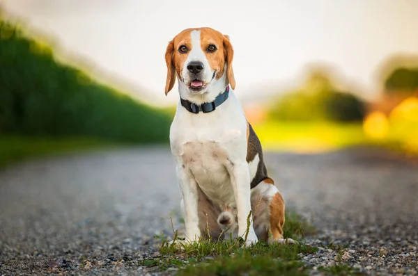 Portré Egy Trikolor Beagle Kutya Természetben Vidéki Úton Nézi Kamerát — Stock Fotó