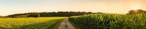 Panoramaaufnahme Eines Ländlichen Weges Zwischen Mais Und Sojafeldern Der Den — Stockfoto