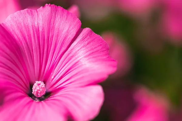 Mooie Roze Malva Silvestris Bloem Tuin Natuurlijke Achtergrond Bloemen Thema — Stockfoto