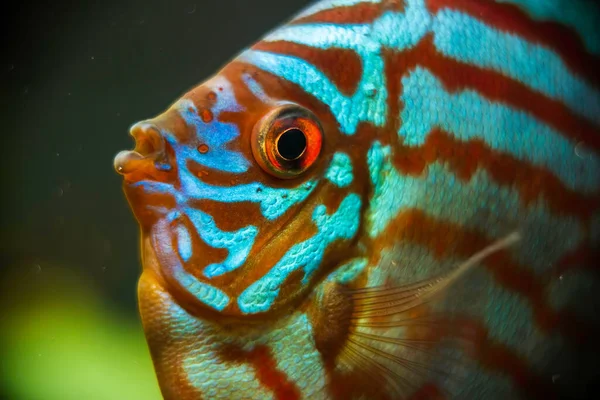 Discus fish detailed close up in the aquarium — Stock Photo, Image