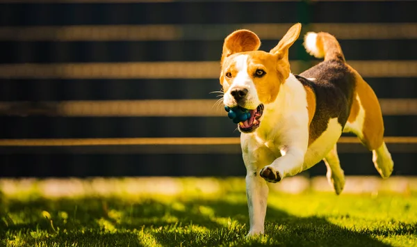 Cute Beagle dog running happy over the yard with a blue ball towards camera.