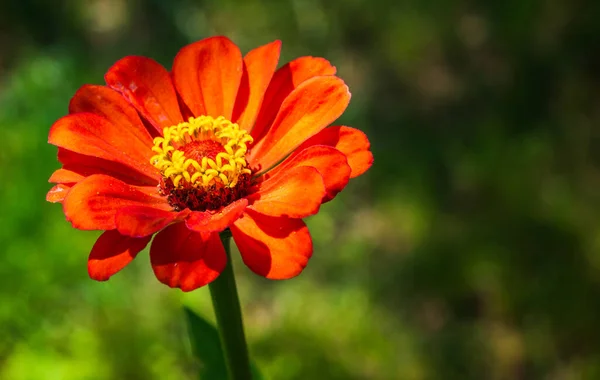 Tithonia rotundifolia blomma i trädgården mot grön bakgrund. — Stockfoto