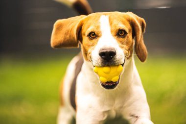 Köpek arka bahçede sarı bir top kaptı. Av köpeğiyle aktif eğitim. Köpek teması