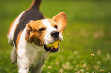 Köpek arka bahçede sarı bir top kaptı. Av köpeğiyle aktif eğitim. Köpek teması