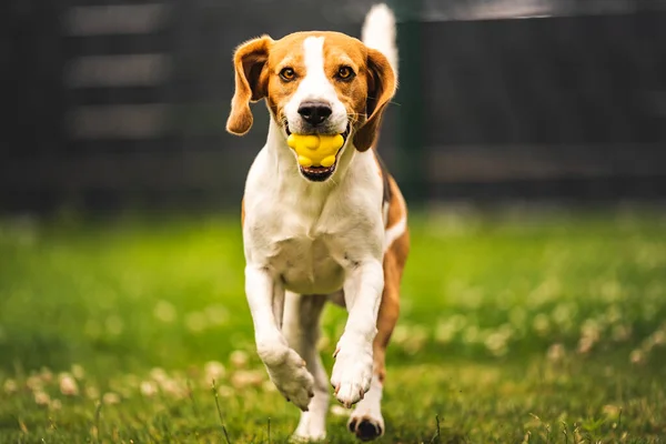 Anjing Mengambil Bola Kuning Halaman Belakang Pelatihan Aktif Dengan Anjing — Stok Foto