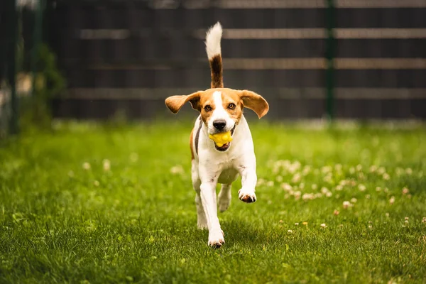 Perro Trae Una Bola Amarilla Patio Trasero Entrenamiento Activo Con — Foto de Stock