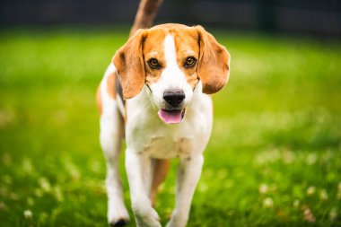 Köpek kameraya doğru koşuyor. Av köpeğiyle aktif eğitim. Köpek teması