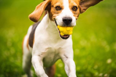 Köpek arka bahçede sarı bir top kaptı. Av köpeğiyle aktif eğitim. Köpek teması