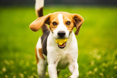 Köpek arka bahçede sarı bir top kaptı. Av köpeğiyle aktif eğitim. Köpek teması