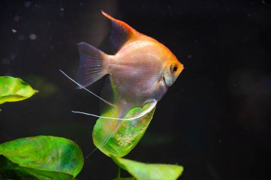 Altın Pterophyllum Scalare akvaryumda, sarı melek balığı yumurtaları koruyor. Yaprağın üzerindeki Roe. Seçici odak