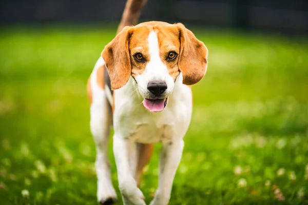 Perro Corre Hacia Cámara Entrenamiento Activo Con Perro Beagle Tema —  Fotos de Stock