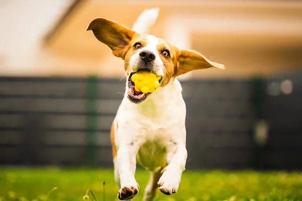 Pies Przyniósł Żółtą Piłkę Podwórko Aktywny Trening Psem Gończym Temat — Zdjęcie stockowe