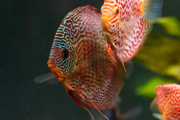 Красочные Рыбы Шипов Symphysodon Discus Аквариуме Крупный План Избирательный Фокус — стоковое фото