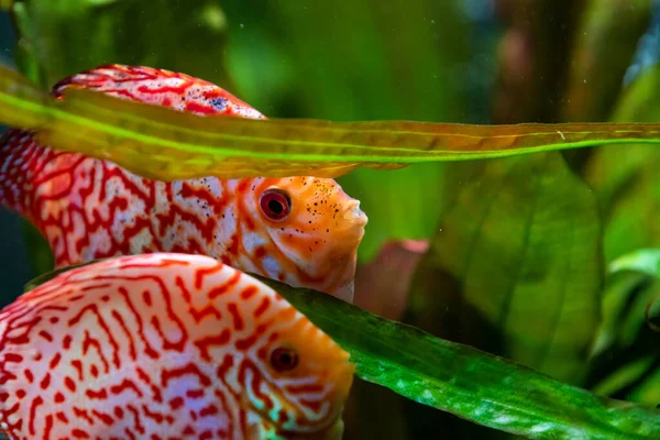 Kleurrijke Vissen Uit Spieces Symphysodon Discus Aquarium Close Selectieve Focus — Stockfoto