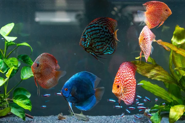 Peixe Colorido Das Peças Symphysodon Discus Aquário Fechar Foco Seletivo — Fotografia de Stock