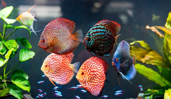 Coloridos Peces Las Piezas Symphysodon Discus Acuario Primer Plano Enfoque — Foto de Stock