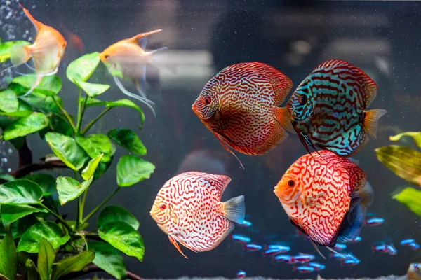 Colorful Fish Spieces Symphysodon Discus Aquarium Closeup Selective Focus — Stock Photo, Image