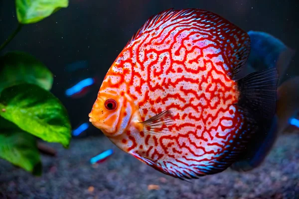 Closeup Checkerboard Red Tropical Symphysodon Discus Fish Fishtank — Stock Photo, Image