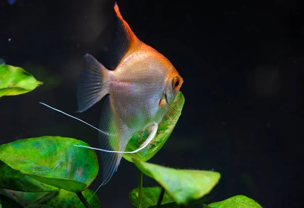 Gold Pterophyllum Scalare Aqarium 노란색의 피시가 지키고 나뭇잎에 선택적 — 스톡 사진