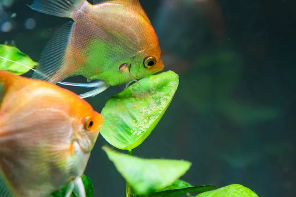 Pair Gold Pterophyllum Scalare Aqarium Yellow Angelfish Guarding Eggs Roe — Stock Photo, Image